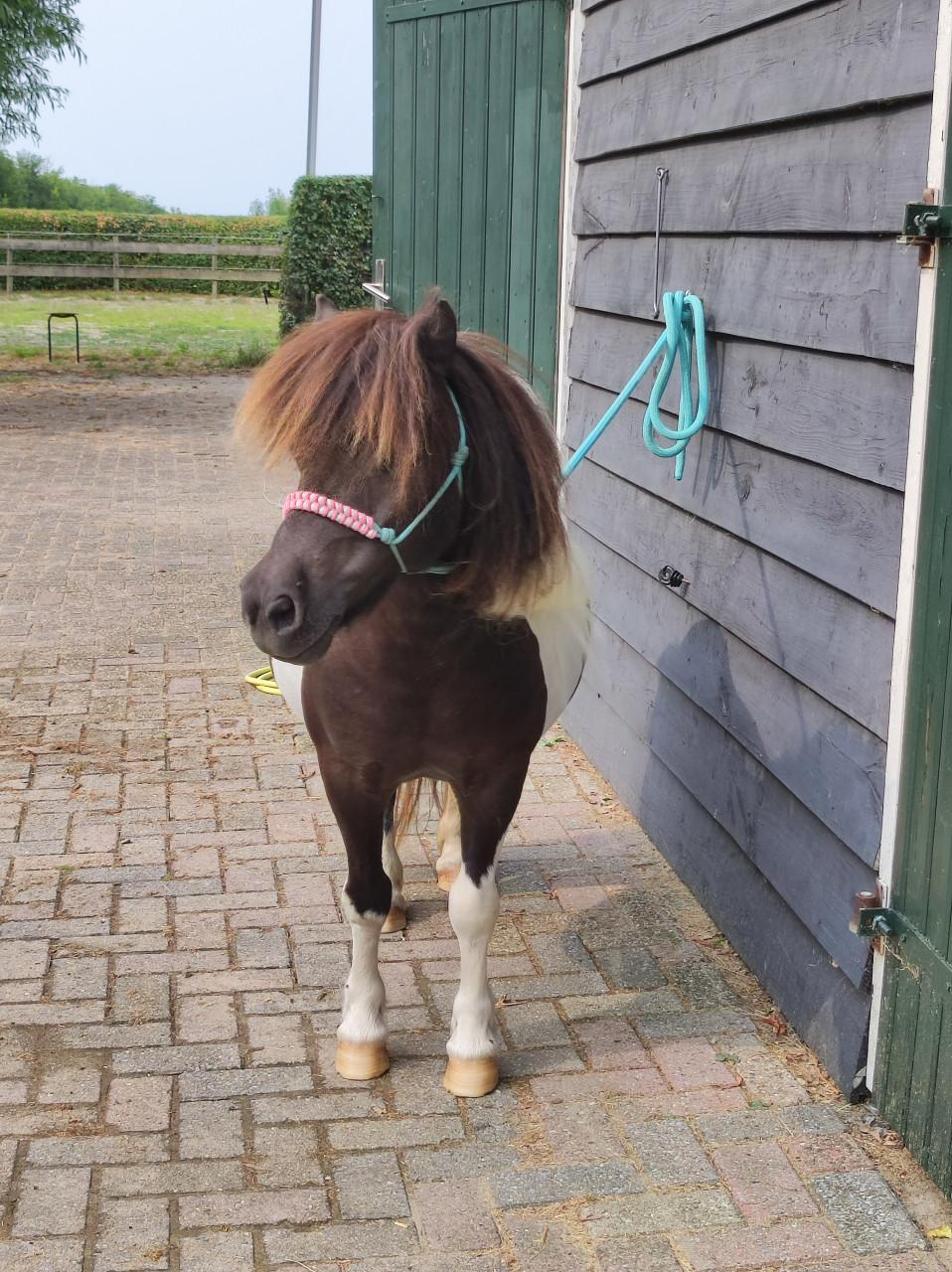 Zwartbonte 15 jarige Shetlander merrie