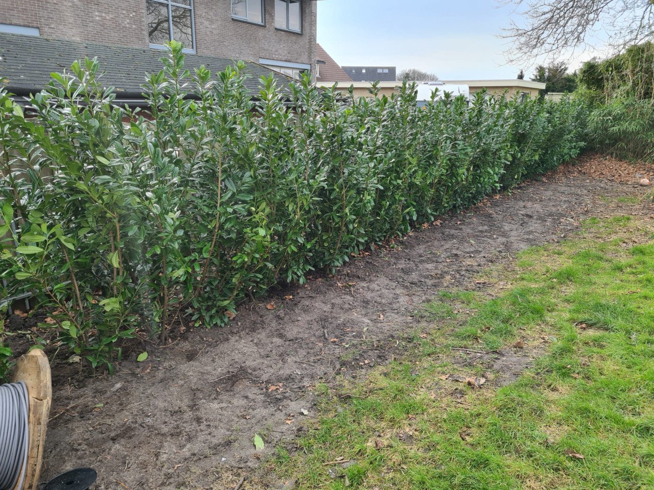Laurierhaag - Prunus Novita in alle hoogtes