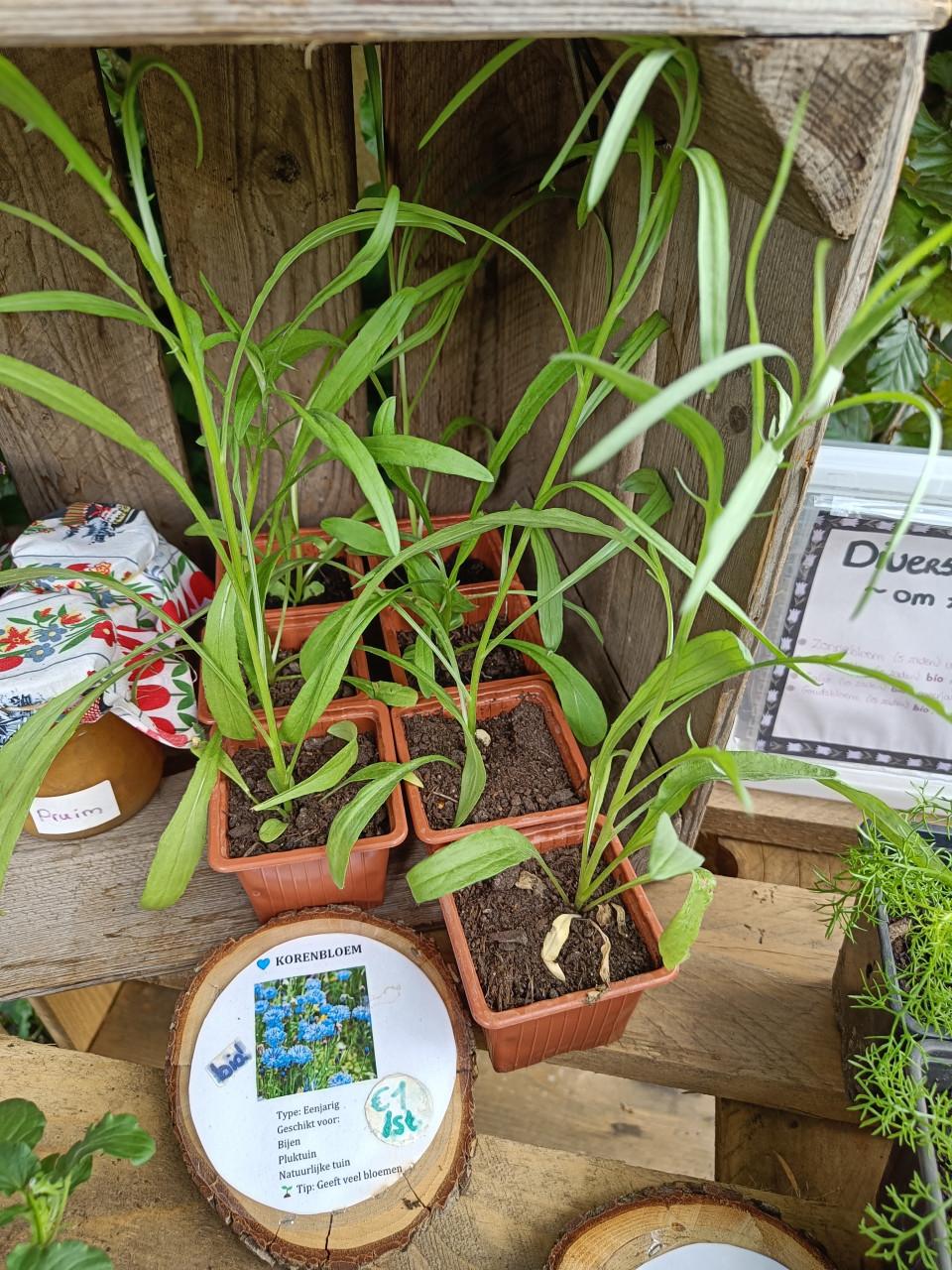 🐴🌱 Biologische paard vriendelijke plantjes 🌱🐴