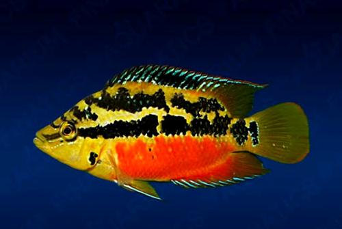 Aquariumvissen kleurijke cichliden