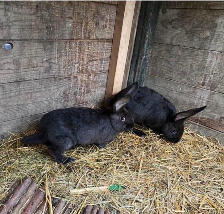 Duitse reus voedsters