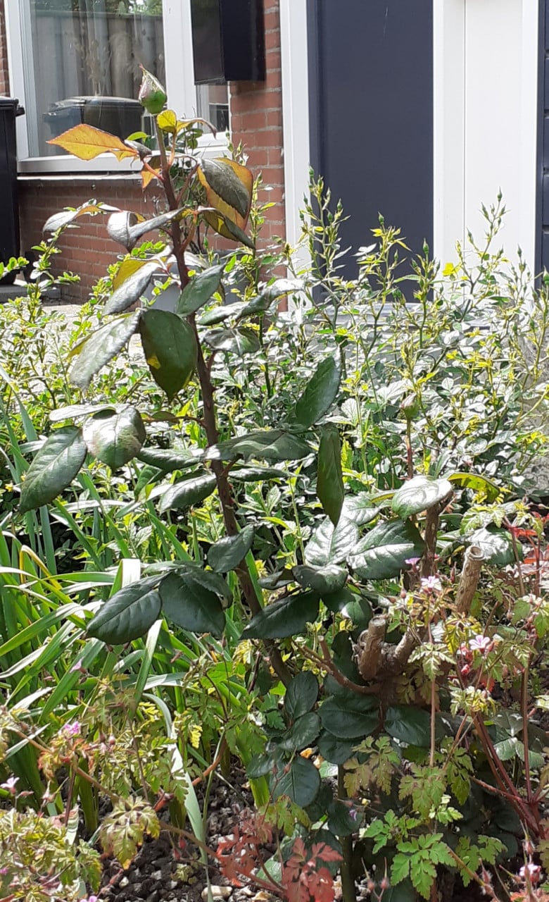 Rozenstruiken, aardbeiplantjes, bloembollen