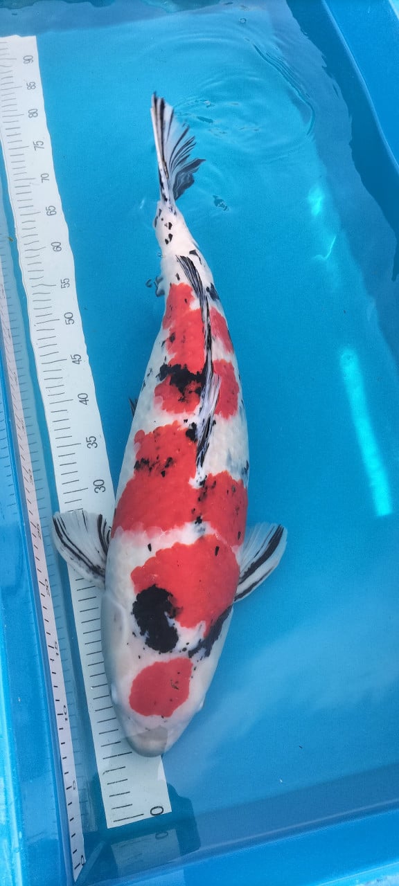 Sanke 65 cm