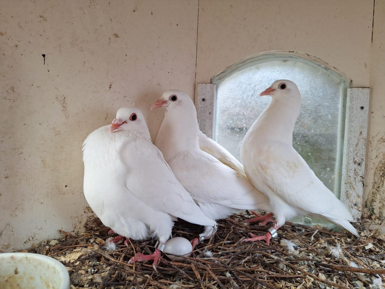 Jonge postduiven (wit en wit/grijs)