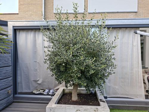 Mooie, gezonde olijfboom