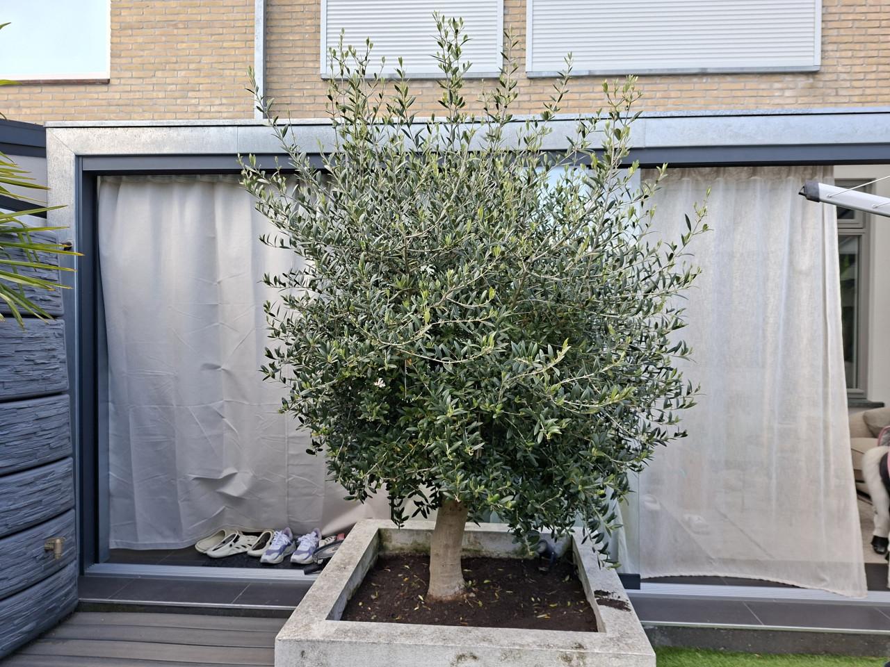 Mooie, gezonde olijfboom