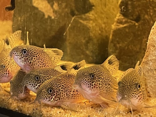 Hoplisoma (Corydoras) Julii F1, de echte
