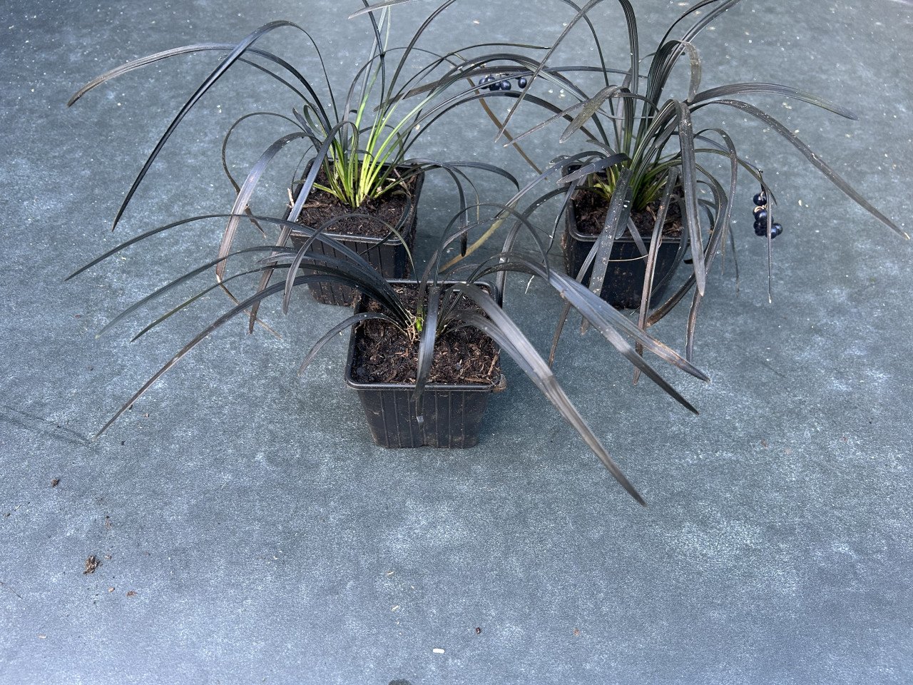 Slangebaard (Ophiopogon planiscapus 'Niger')