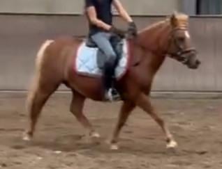 Waanzinnig brave kinderpony