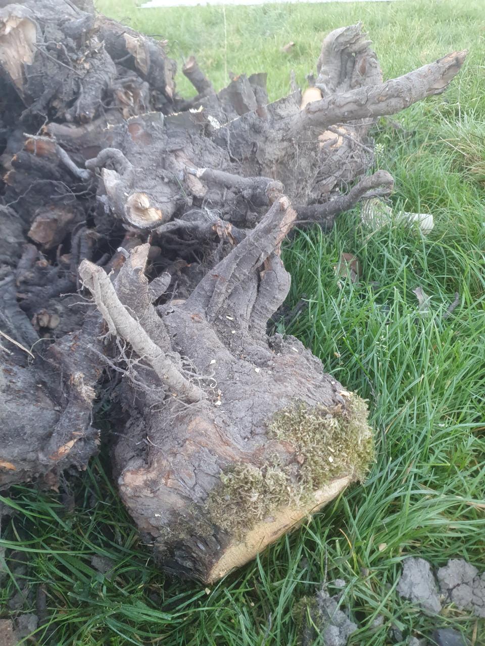 Kachelhout stobben perenhout