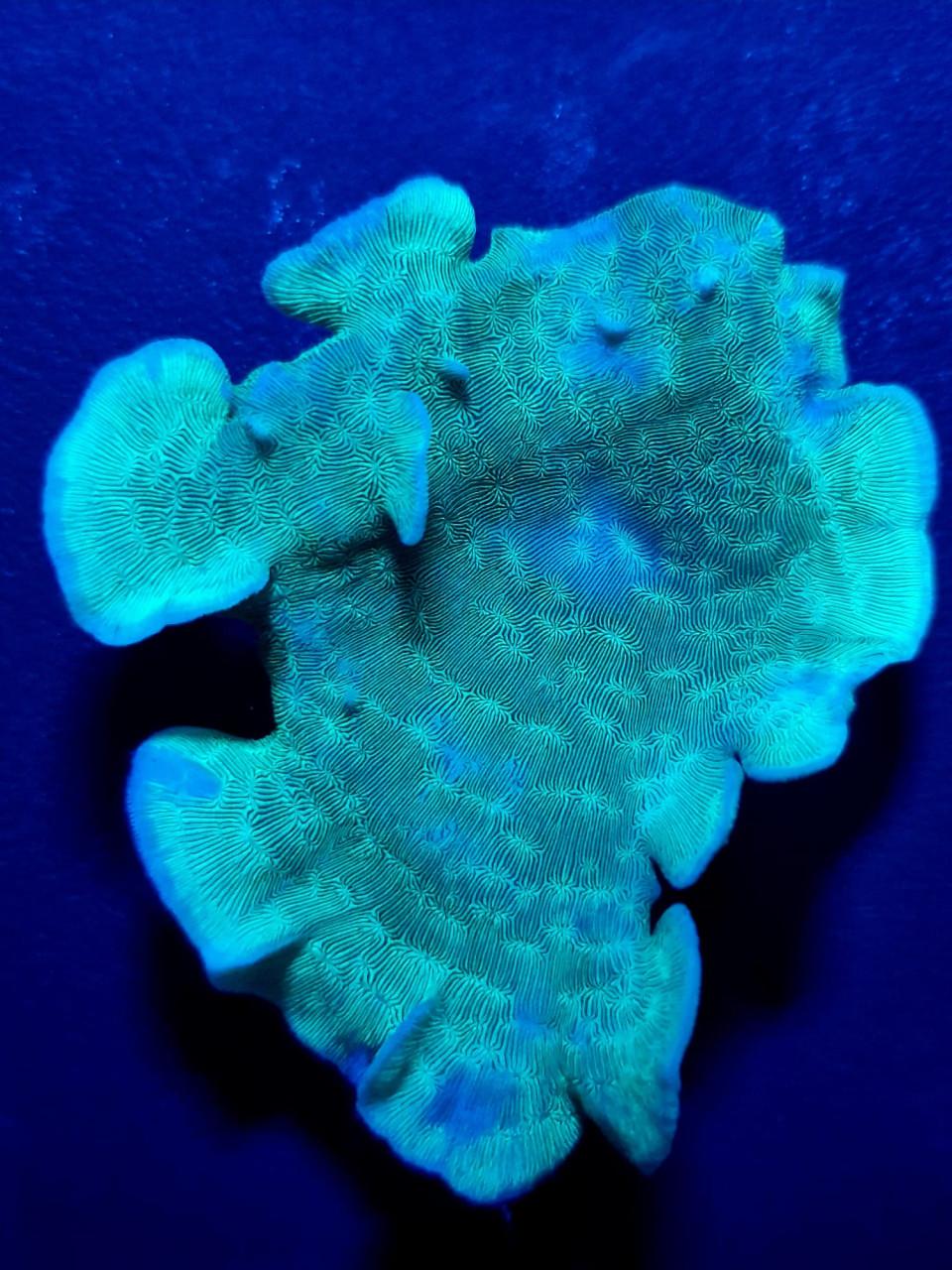 Pavona Cactus-koraal