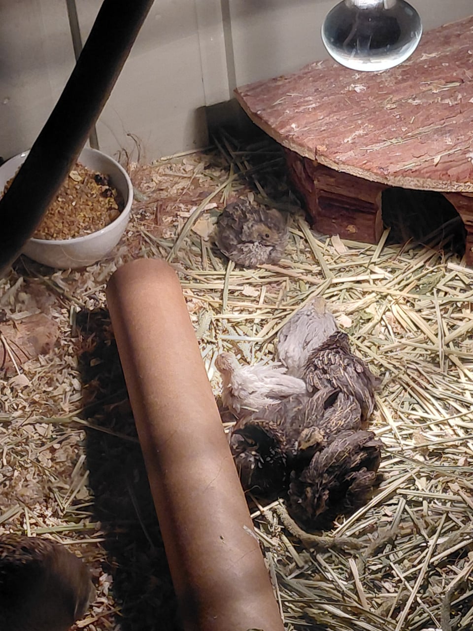 Chinese dwerg kwartels