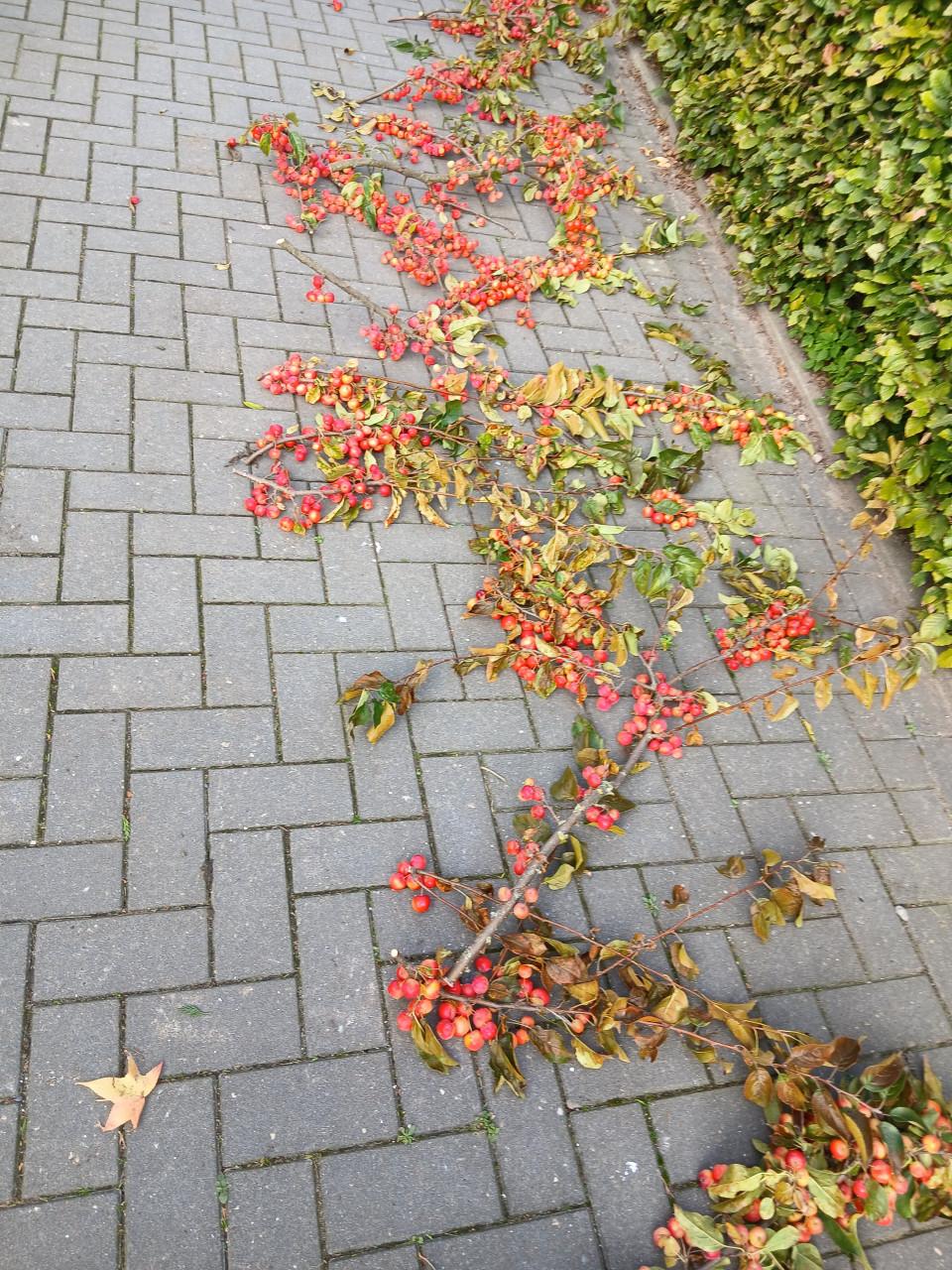 Sierappeltjes