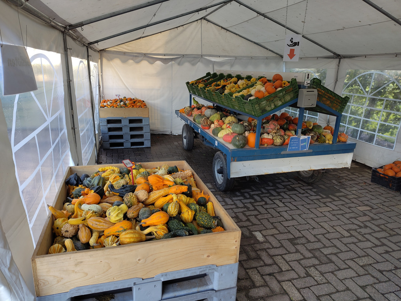 Pompoenen en kalebassen