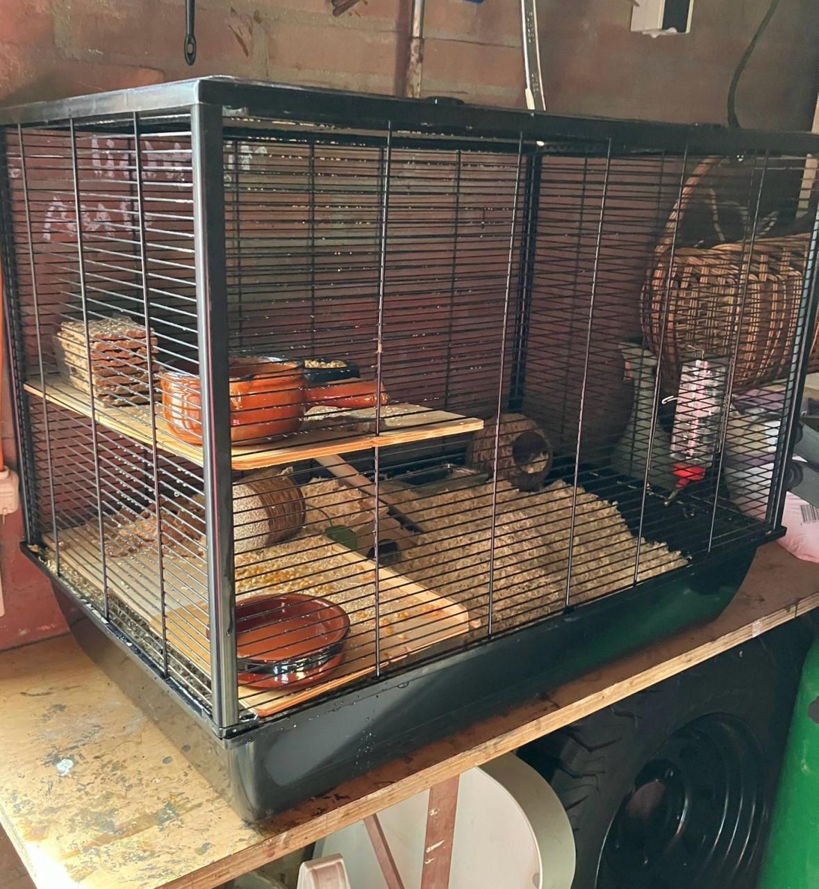 Hamsterkooi met goudhamster