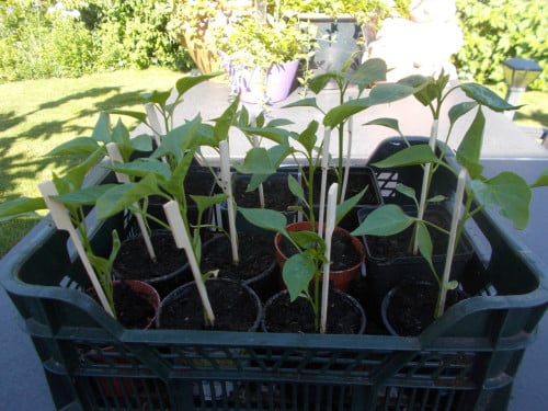 PAPRIKA plantjes