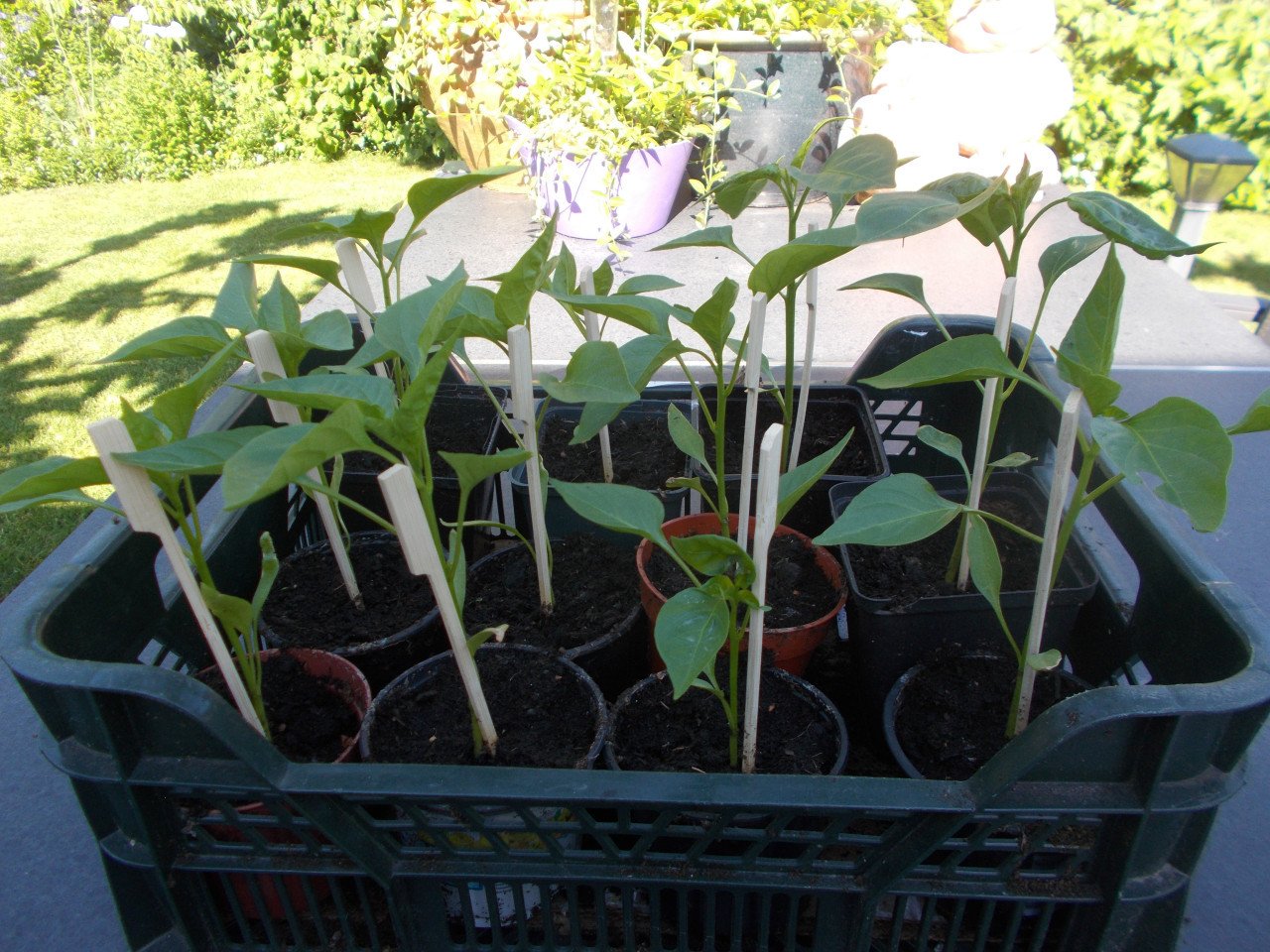 PAPRIKA plantjes