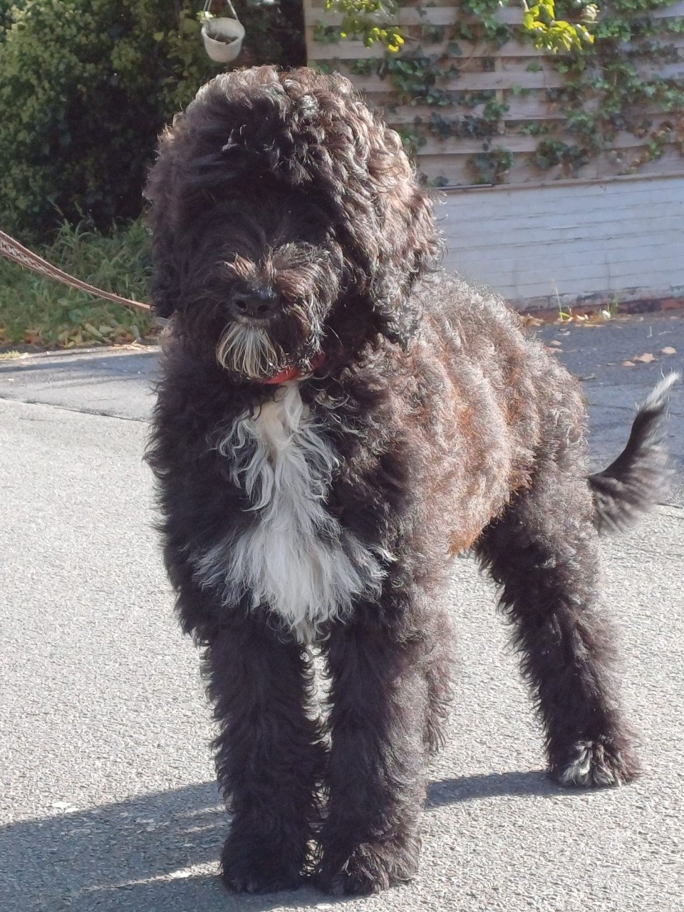 Labradoodle teefje