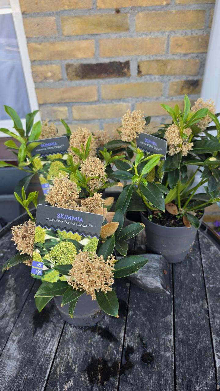Japanse esdoorn en skimmia