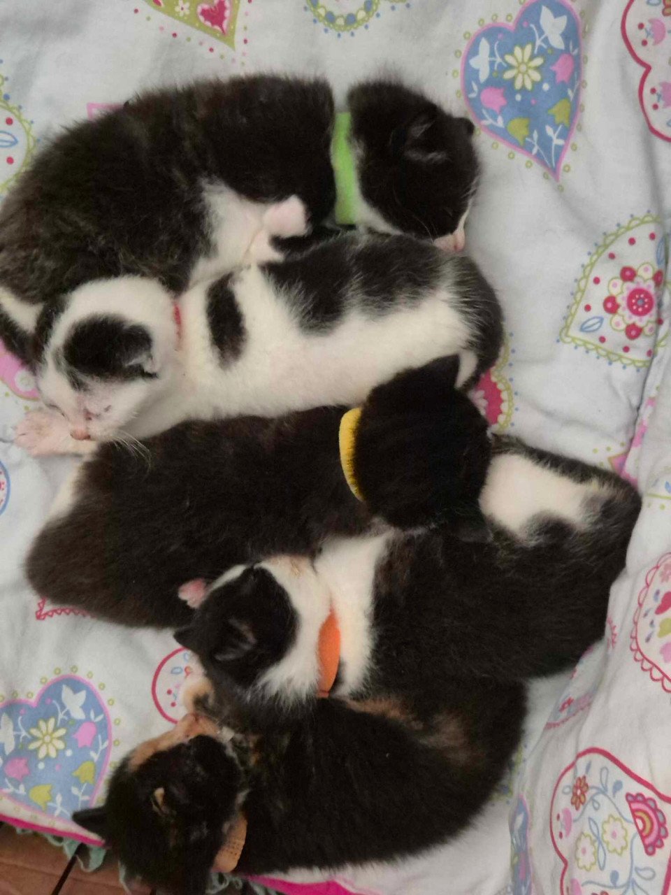 Super lieve sociale grotendeels met de fles opgevoede kittens te koop