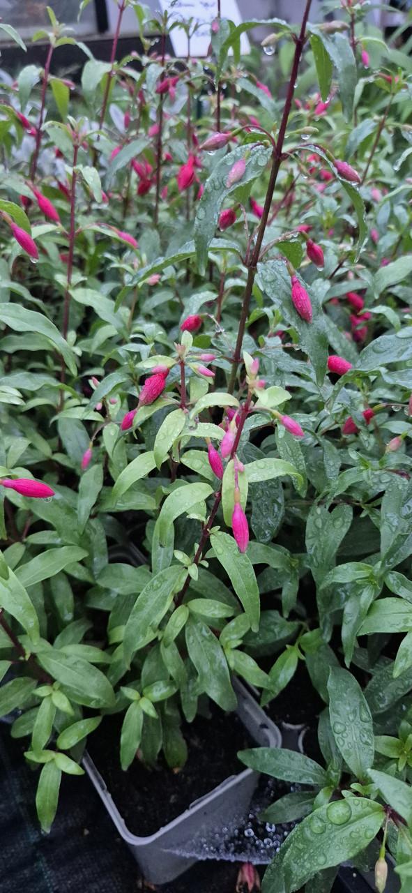Winterharde fuchsia, diverse soorten