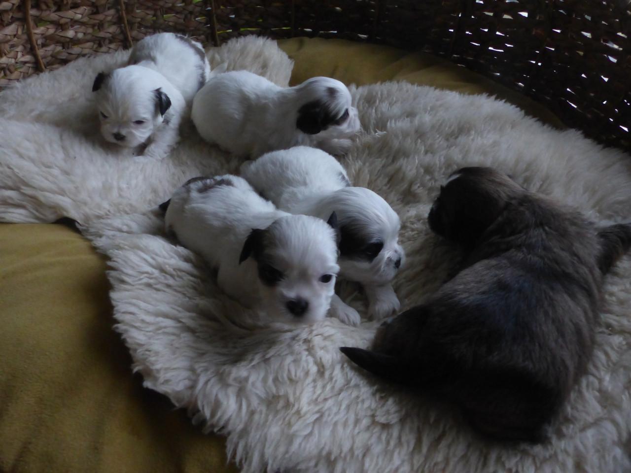 Dekreu dekreutje voor kleine gezelschaphonden super leuk super gezond