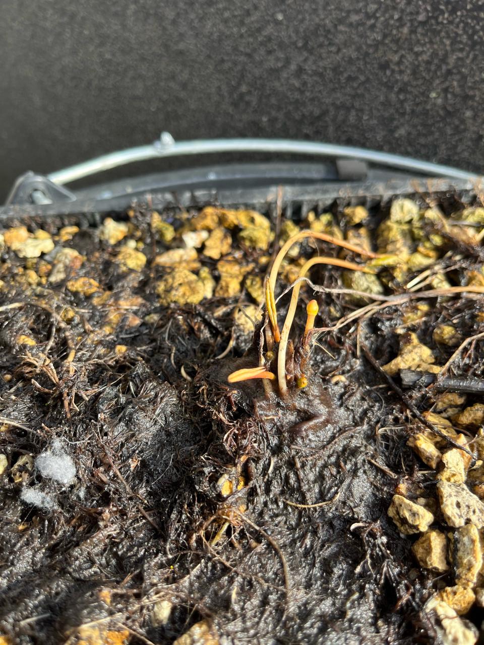 Kleine waterlelie (Nymphaea pygmaea) wit in lelie-aarde