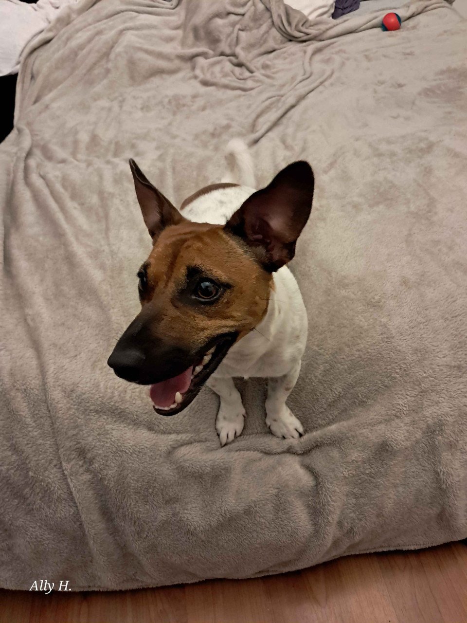 Jack Russel Zoekt nieuw huisje