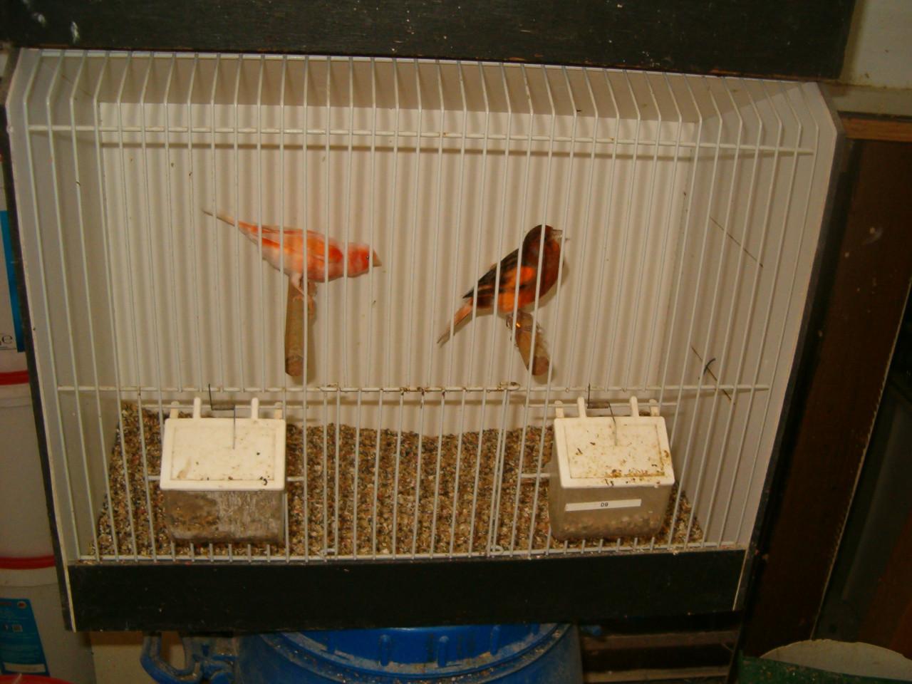 4 bichenows 7Gouldamadines koppels Potugese Harlekijn