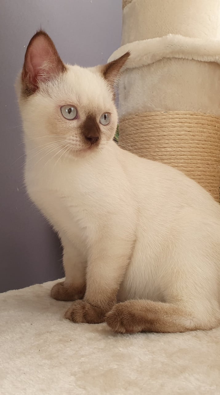 Britse korthaar kittens