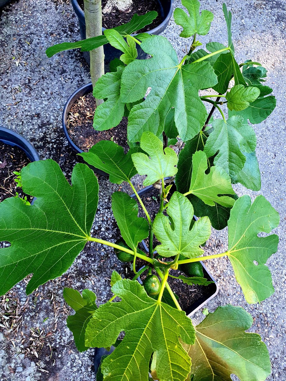 Vijgenbomen