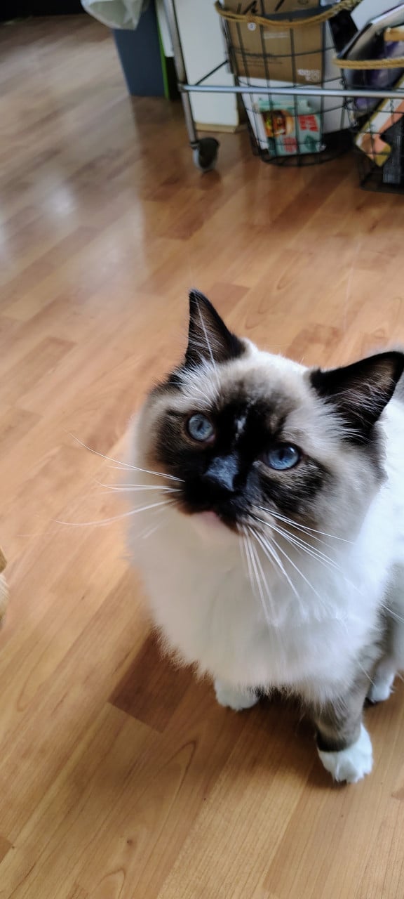 Vermist Noesje onze lieve kater