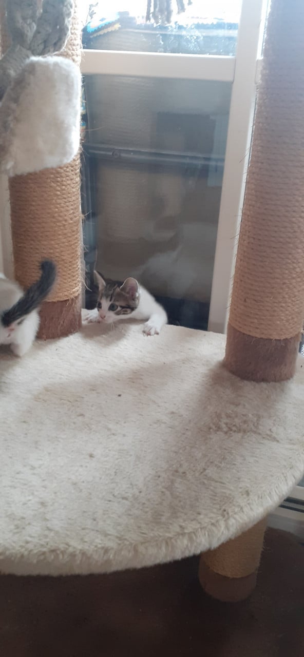 Prachtige kittens 😻😻😻