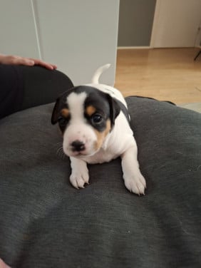 Te koop mooie boerenfox pups
