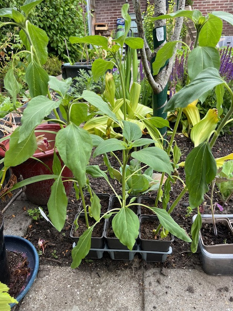 Tomaten-planten, rode puntpaprika en courgette