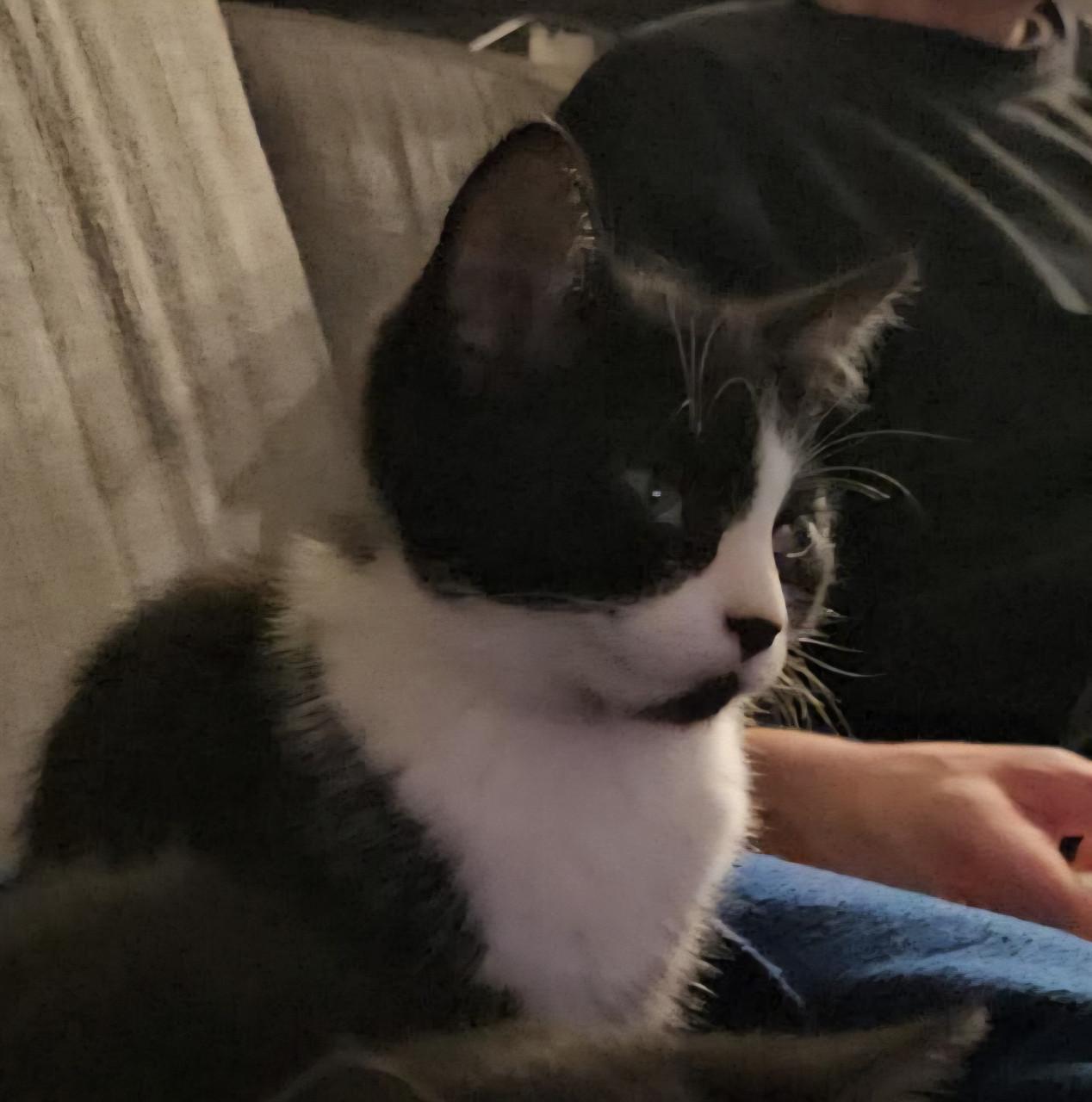 Lief poesje zoekt een nieuwe huisje