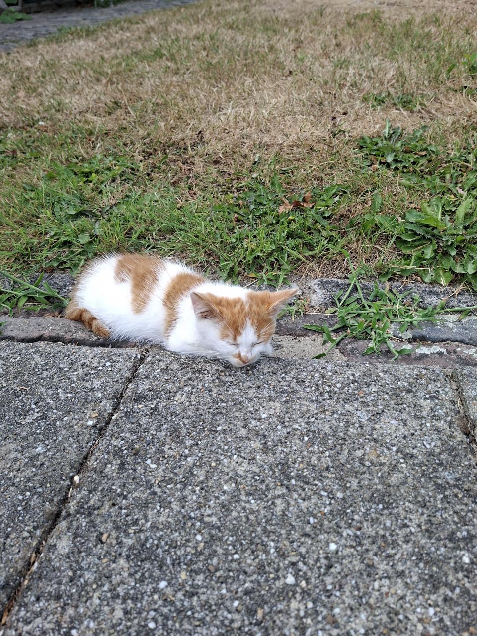 2 katertjes 3 maanden oud ontwormt