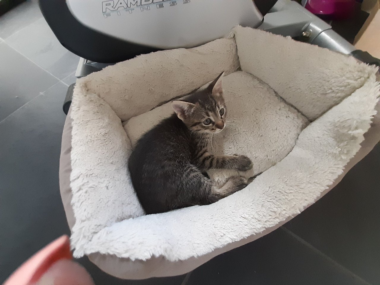 Kittens die nog een goed huisje zoeken!