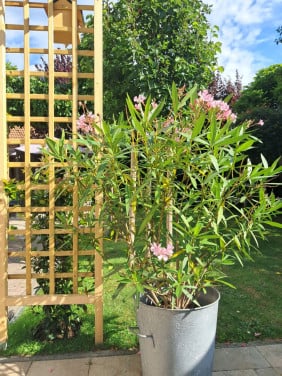 Grote OLEANDER in Franse zinken emmer
