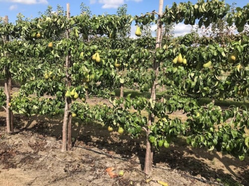 Fruitbomen in leivorm / Leibomen / Peer (Voorverkoop)