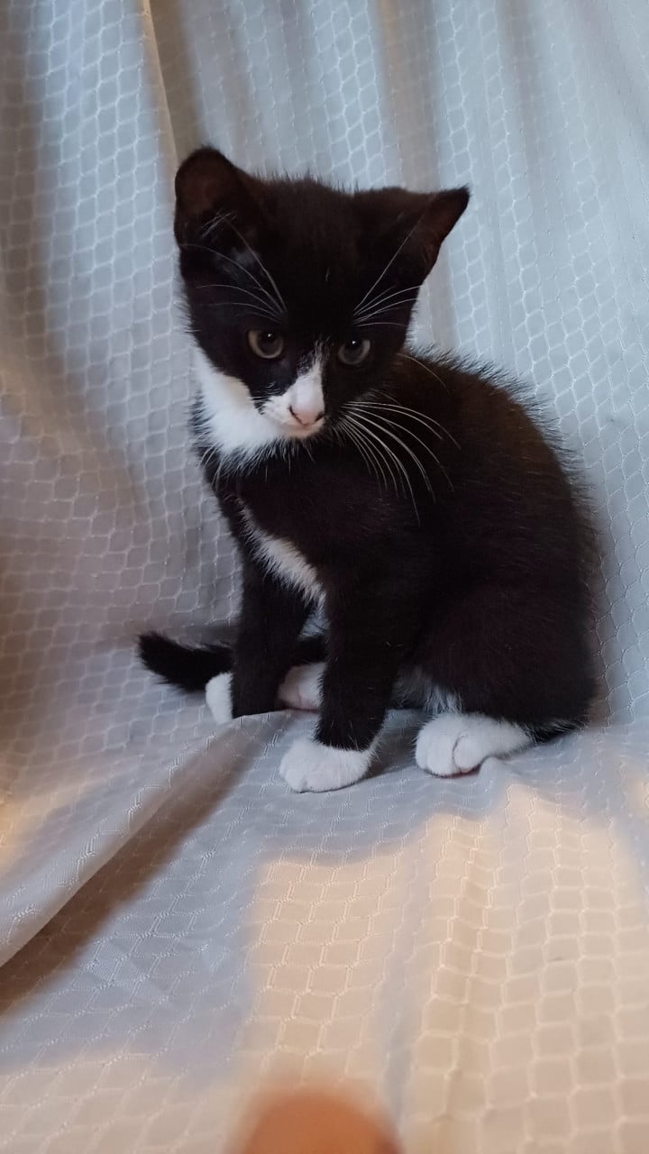 Lieve mooie kitten
