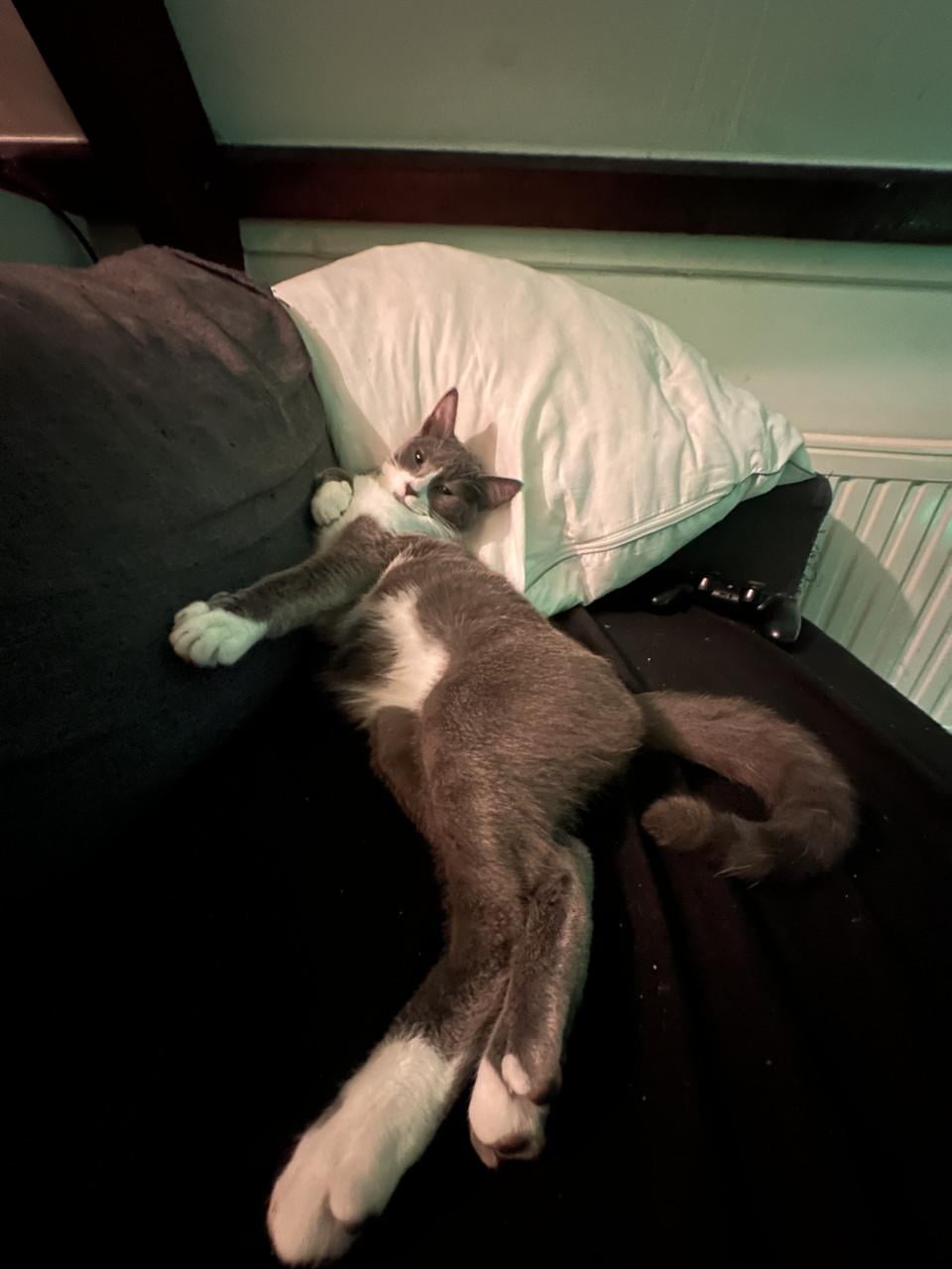 Super cute cat 4 months