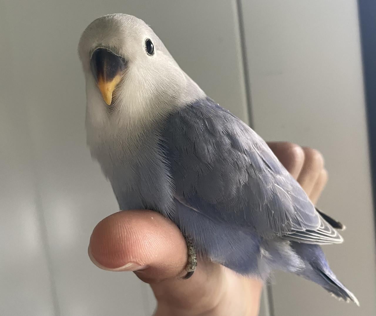 Tamme jonge Agapornis roseicollis.