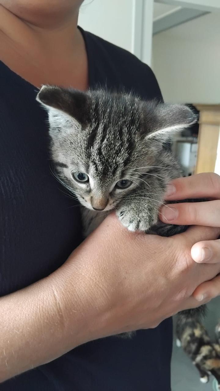 Kitten (poes)
