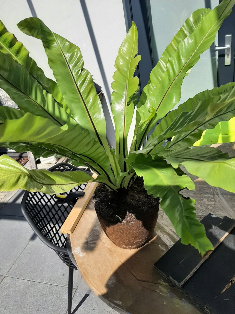 Mooie grote kamerplant