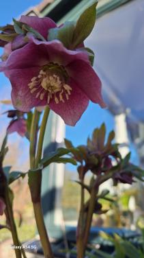 Helleboris kerstroos