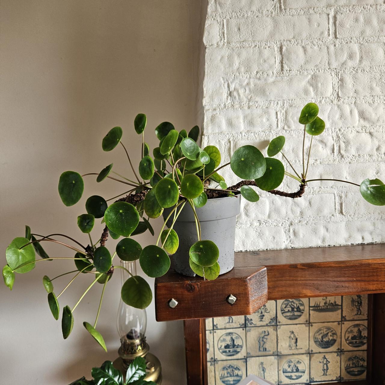 Parapluplant