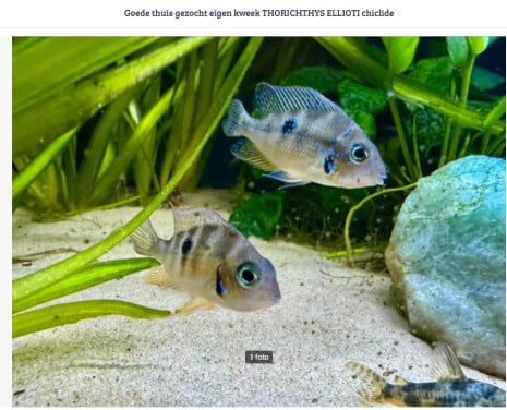 Goede thuis gezocht eigen kweek THORICHTHYS ELLIOTI chiclide