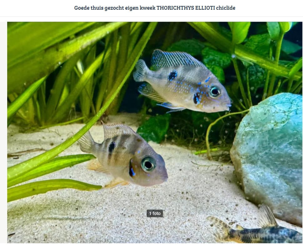 Goede thuis gezocht eigen kweek THORICHTHYS ELLIOTI chiclide