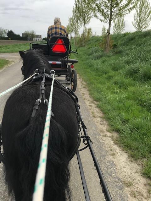 Shetlandpony"s